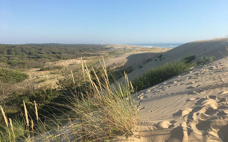 Dune sauvage de la Palmyre